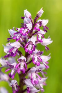 Přírodní krásy * Lokalila Súdný - rozkvetlé orchideje - vstavač vojenský