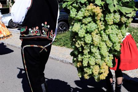 Kultura * Velkopavlovické vinobraní * sobota