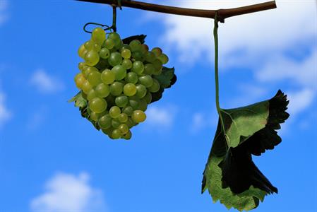 Kultura * Velkopavlovické vinobraní * sobota