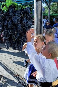 Kultura * Velkopavlovické vinobraní * sobota
