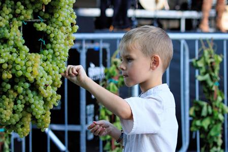 Kultura * Velkopavlovické vinobraní * sobota