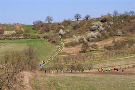 Sport * BĚH O VELKOPAVLOVICKOU MERUŇKU 2024 - VII. ročník