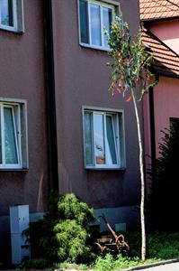  Kultura, folklór & tradice * Májky ozdobily Velké Pavlovice