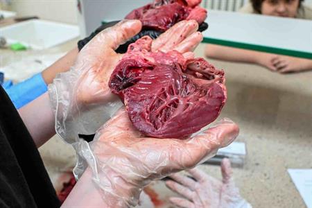 Základní škola * Netradiční výuka biologie - pitva prasečího srdce v 8. ARuku na srdce... Nebyla to originální hodina?