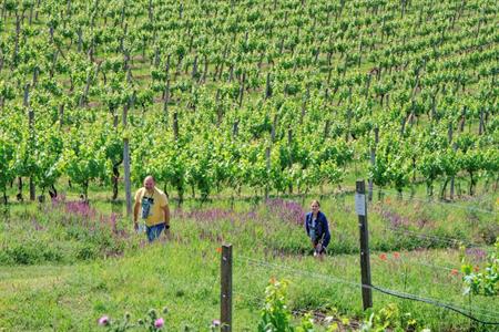 VOC vinice * Putování vinicemi za víny VOC 2024