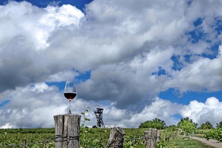 VOC vinice * Putování vinicemi za víny VOC 2024