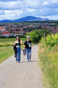 VOC vinice * Putování vinicemi za víny VOC 2024