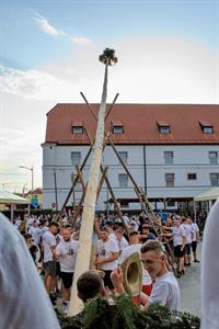 Folklor & tradice * VELKOPAVLOVICKÉ KROJOVANÉ HODY 2024 * Stavění hodovní máje