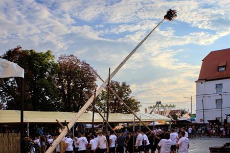 Folklor & tradice * VELKOPAVLOVICKÉ KROJOVANÉ HODY 2024 * Stavění hodovní máje