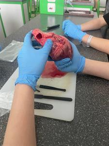 Základní škola * Biologie v praxi - pitva vepřového srdce v 8. A s Mgr. Terezou Veiglovou