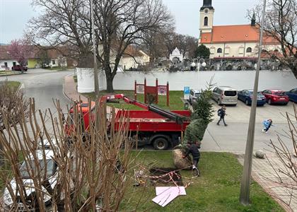 Životní prostředí * Výsadba jehličnanu - vánoční jedličky před radnicí města