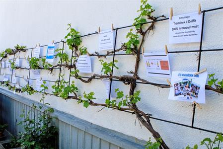  Víno a vinařstvi * Májové otevřené sklepy 2025: spousta vína, hudby, gastronomických specialit a jeden velký zážitek 