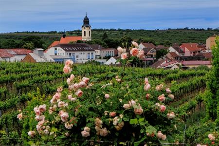 VOC vinice * Putování vinicemi za víny VOC 2025; 5. ročník