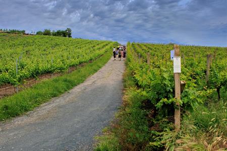 VOC vinice * Putování vinicemi za víny VOC 2025; 5. ročník