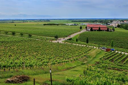 VOC vinice * Putování vinicemi za víny VOC 2025; 5. ročník