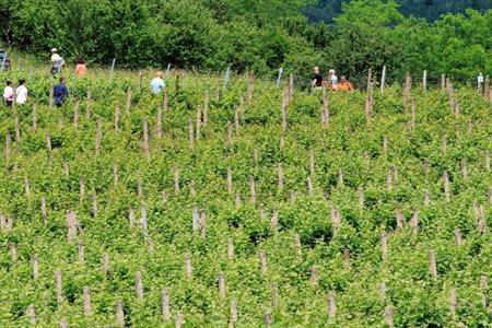 VOC vinice * Putování vinicemi za víny VOC 2025; 5. ročník