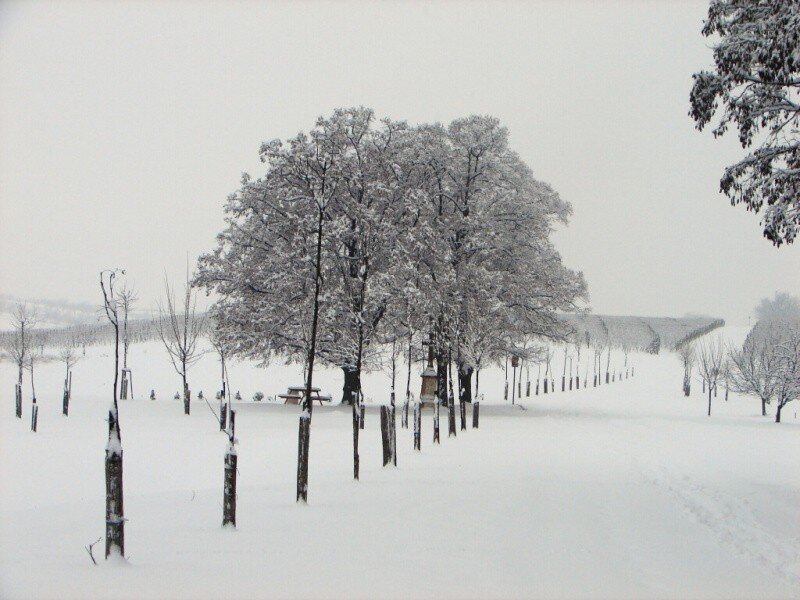 ZIMA 2010 - Velké Pavlovice v bílém kabátě