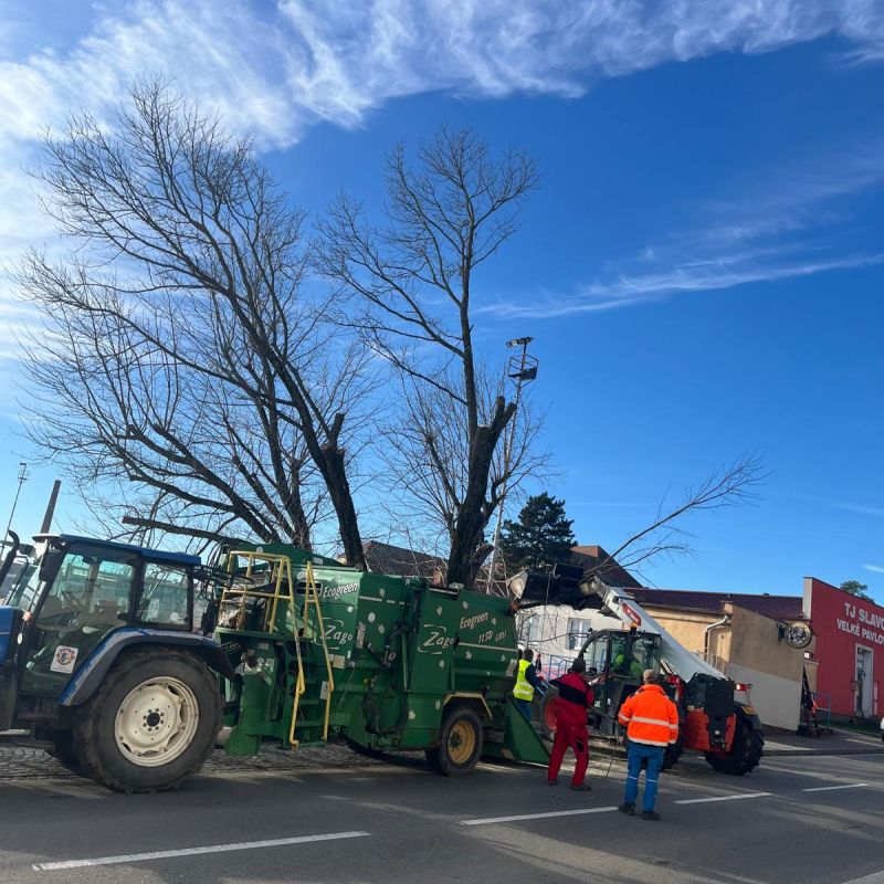 Ořez náletových dřevin
