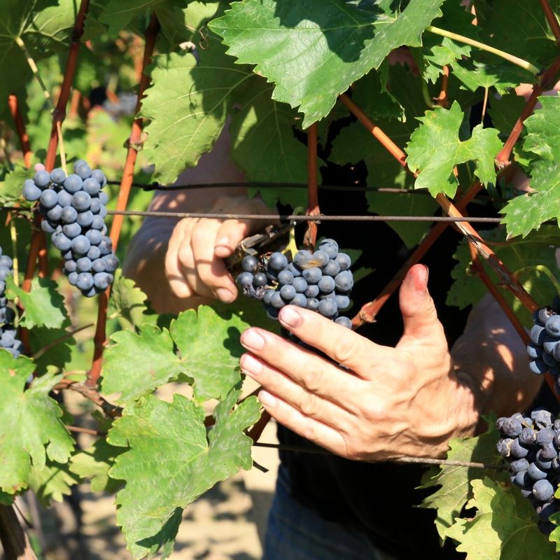 Situační zpráva o ochraně révy vinné č. 20/2025
