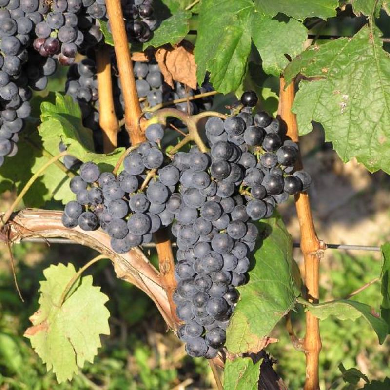 Situační zpráva o ochraně révy vinné č.18/2025