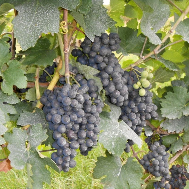 Situační zpráva o ochraně révy vinné č. 16/2026
