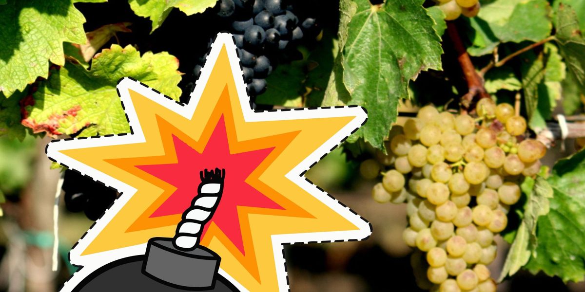 Vinaři, spíte v noci? My bychom se také rádi vyspali…