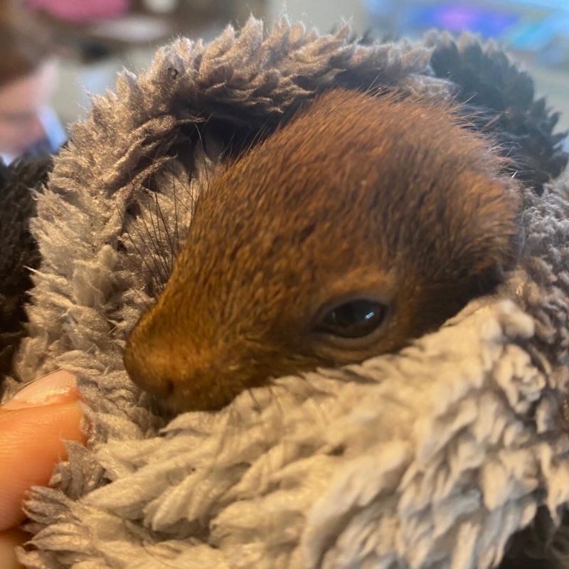 Veverky obecné nadchnou děti i ochrání přírodu