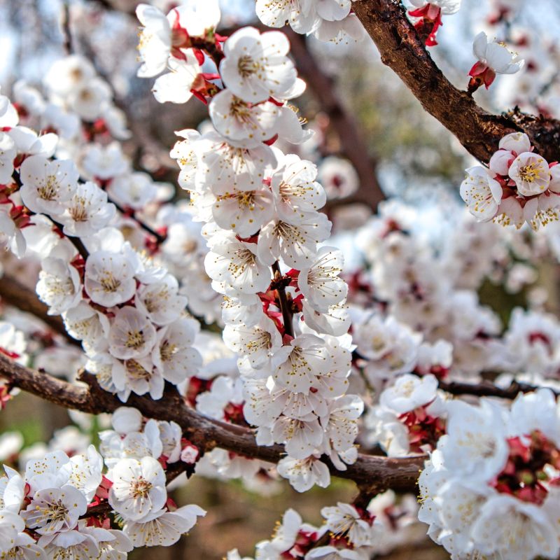 Meruňkové sady v plném květu: Krása na ostří nože