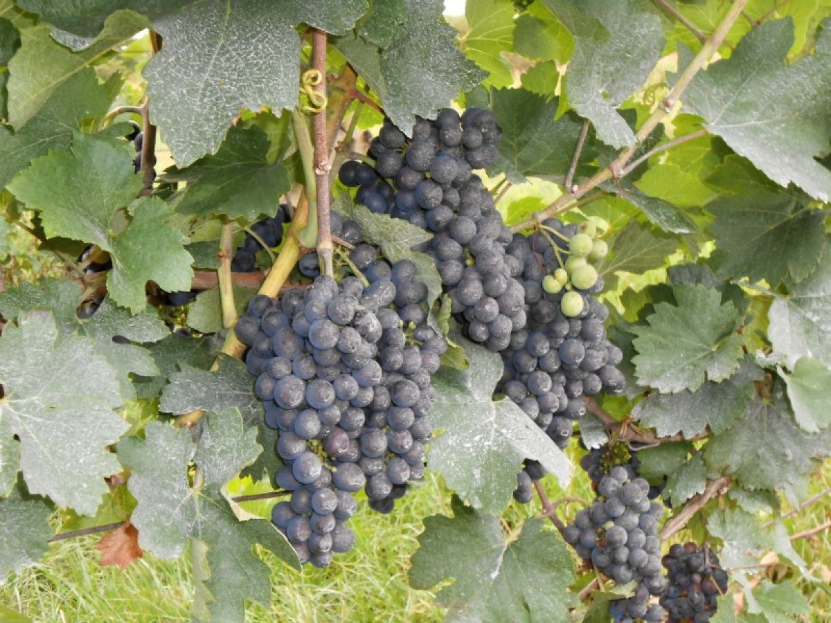 Situační zpráva o ochraně révy vinné č. 16/2026