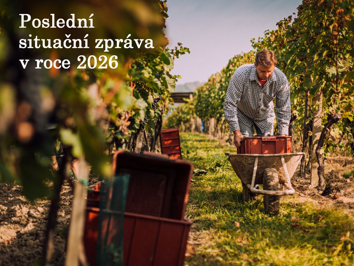 Situační zpráva o ochraně révy vinné č. 20/2026