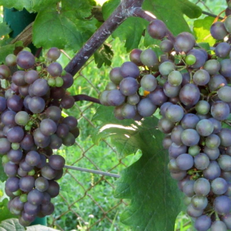 Situační zpráva o ochraně révy vinné č. 13/2026