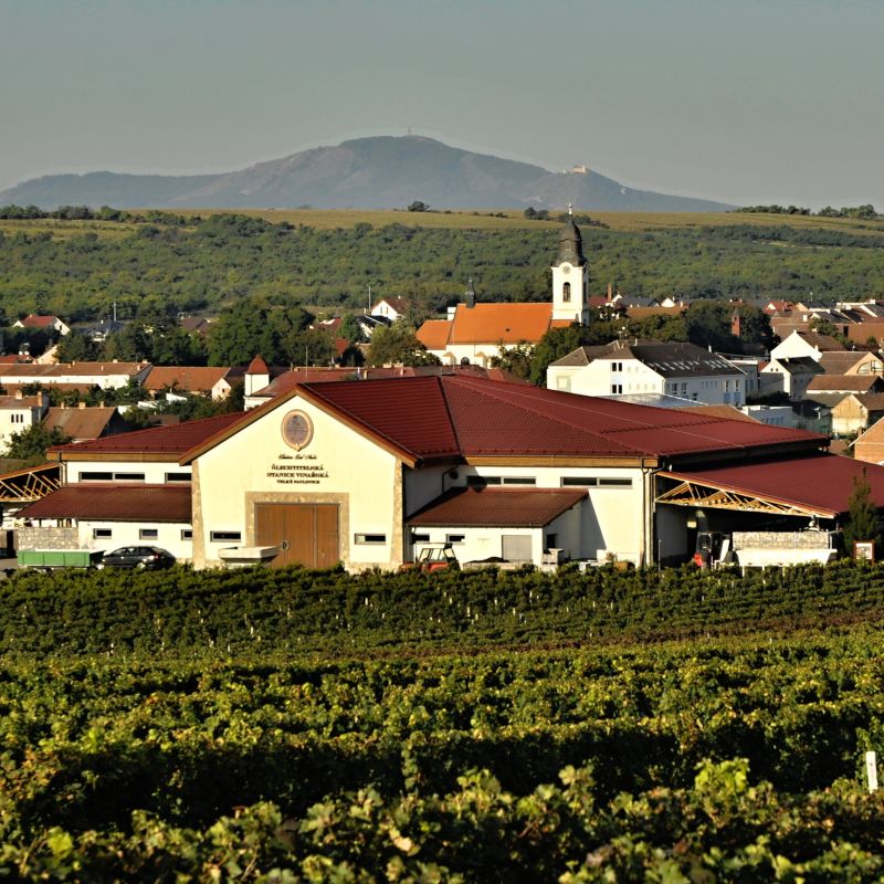 Moravská a česká vína dobyla Paříž. Velká zlatá medaile míří i do Šlechtitelské stanice vinařské Velké Pavlovice